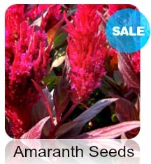 Amaranth  Red Garnet  seeds at  .99 pack Grow Organic Amaranth NO GMO