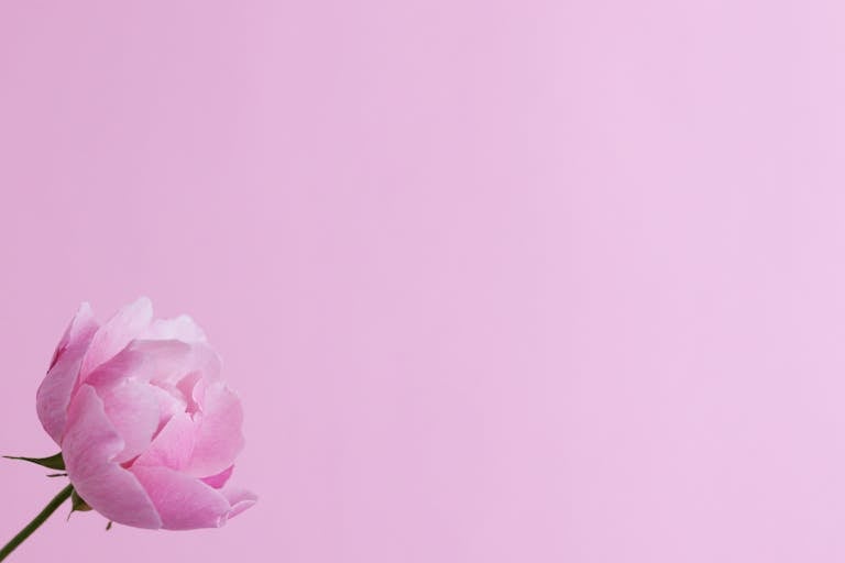 A single pink rose blossom set against a minimalist pink background, ideal for design use.